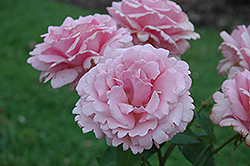 Memorial Day Rose (Rosa 'Memorial Day') at Valley View Farms