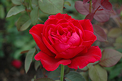 Mister Lincoln Rose (Rosa 'Mister Lincoln') at Valley View Farms