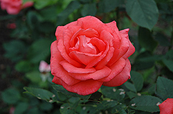 Tropicana Rose (Rosa 'Tropicana') at Valley View Farms