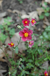 Hartswood Ruby Rock Rose (Helianthemum 'Hartswood Ruby') at Valley View Farms