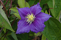 Will Goodwin Clematis (Clematis 'Will Goodwin') at Valley View Farms