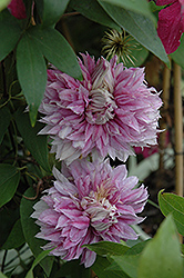 Josephine Clematis (Clematis 'Josephine') at Valley View Farms