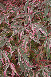 Shirazz Japanese Maple (Acer palmatum 'Gwen's Rose Delight') at Valley View Farms