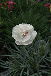 Fancy Knickers Pinks (Dianthus 'Fancy Knickers') at Valley View Farms