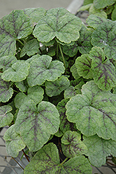 Running Tapestry Foamflower (Tiarella cordifolia 'Running Tapestry') at Valley View Farms