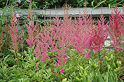 Visions in Pink Chinese Astilbe (Astilbe chinensis 'Visions in Pink') at Valley View Farms
