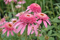Cone-fections Pink Double Delight Coneflower (Echinacea purpurea 'Pink Double Delight') at Valley View Farms