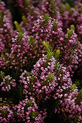 Mrs. D.F. Maxwell Heath (Erica vagans 'Mrs. D.F. Maxwell') at Valley View Farms