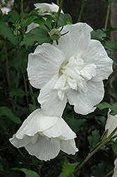 White Chiffon Rose of Sharon (Hibiscus syriacus 'Notwoodtwo') at Valley View Farms