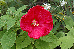Disco Belle Rosy Red Hibiscus (Hibiscus moscheutos 'Disco Belle Rosy Red') at Valley View Farms