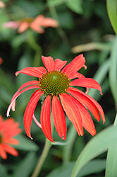 Tomato Soup Coneflower (Echinacea 'Tomato Soup') at Valley View Farms