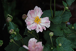 Queen Charlotte Anemone (Anemone x hybrida 'Queen Charlotte') at Valley View Farms
