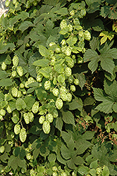 Nugget Ornamental Golden Hops (Humulus lupulus 'Nugget') at Valley View Farms