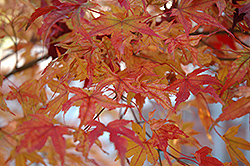 Butterfly Variegated Japanese Maple (Acer palmatum 'Butterfly') at Valley View Farms