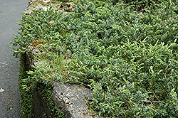 Shore Juniper (Juniperus conferta) at Valley View Farms