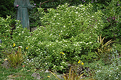 White Heliotrope (Heliotropium arborescens 'Album') at Valley View Farms