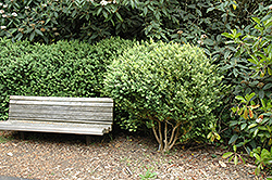 Common Boxwood (Buxus sempervirens) at Valley View Farms
