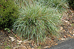 Blue Moor Grass (Sesleria caerulea) at Valley View Farms