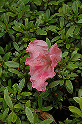 Gumpo Pink Azalea (Rhododendron 'Gumpo Pink') at Valley View Farms