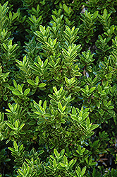 Boxleaf Euonymus (Euonymus japonicus 'Microphyllus') at Valley View Farms