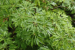 Green Cascade Maple (Acer japonicum 'Green Cascade') at Valley View Farms