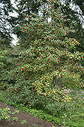 Chestnut Leaf Holly (Ilex 'Koehneana') at Valley View Farms