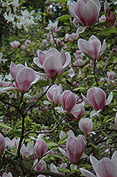 Saucer Magnolia (tree form) (Magnolia x soulangeana '(tree form)') at Valley View Farms