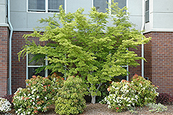 Seiryu Japanese Maple (Acer palmatum 'Seiryu') at Valley View Farms