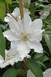Hyde Hall Clematis (Clematis 'Hyde Hall') at Valley View Farms