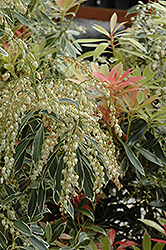 Flaming Silver Japanese Pieris (Pieris japonica 'Flaming Silver') at Valley View Farms