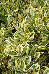 Silver King Euonymus (Euonymus japonicus 'Silver King') at Valley View Farms