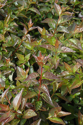 Edward Goucher Abelia (Abelia x grandiflora 'Edward Goucher') at Valley View Farms