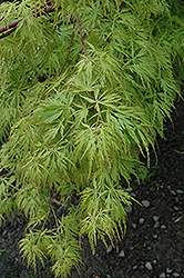Seiryu Japanese Maple (Acer palmatum 'Seiryu') at Valley View Farms
