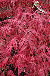 Shirazz Japanese Maple (Acer palmatum 'Gwen's Rose Delight') at Valley View Farms