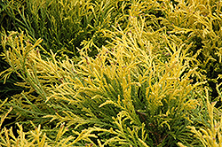 Golden Mop Falsecypress (Chamaecyparis pisifera 'Golden Mop') at Valley View Farms