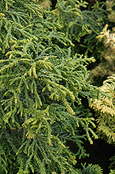 Torulosa Dwarf Hinoki Falsecypress (Chamaecyparis obtusa 'Torulosa') at Valley View Farms