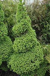 Dwarf Alberta Spruce (Picea glauca 'Conica (spiral)') at Valley View Farms