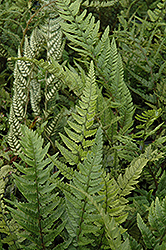 Korean Rock Fern (Polystichum tsus-simense) at Valley View Farms