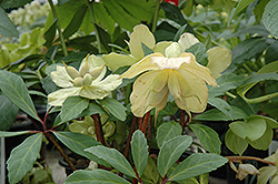 Gold Collection Jacob Hellebore (Helleborus niger 'Jacob') at Valley View Farms
