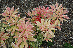 Fire 'n' Ice Japanese Pieris (Pieris japonica 'Fire 'n' Ice') at Valley View Farms