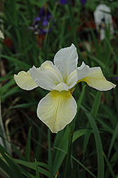 Butter And Sugar Siberian Iris (Iris sibirica 'Butter And Sugar') at Valley View Farms