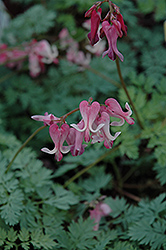 Candy Hearts Bleeding Heart (Dicentra 'Candy Hearts') at Valley View Farms