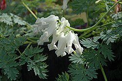Ivory Hearts Bleeding Heart (Dicentra 'Ivory Hearts') at Valley View Farms