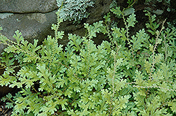 Peacock Spikemoss (Selaginella uncinata) at Valley View Farms