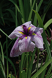 Japanese Water Iris (Iris ensata) at Valley View Farms