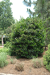 Japanese Privet (Ligustrum japonicum) at Valley View Farms