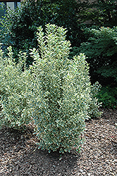 Chollipo Euonymus (Euonymus japonicus 'Chollipo') at Valley View Farms