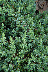 Blue Pacific Shore Juniper (Juniperus conferta 'Blue Pacific') at Valley View Farms