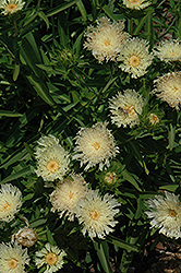 Mary Gregory Aster (Stokesia laevis 'Mary Gregory') at Valley View Farms