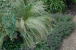 Mexican Feather Grass (Nassella tenuissima) at Valley View Farms